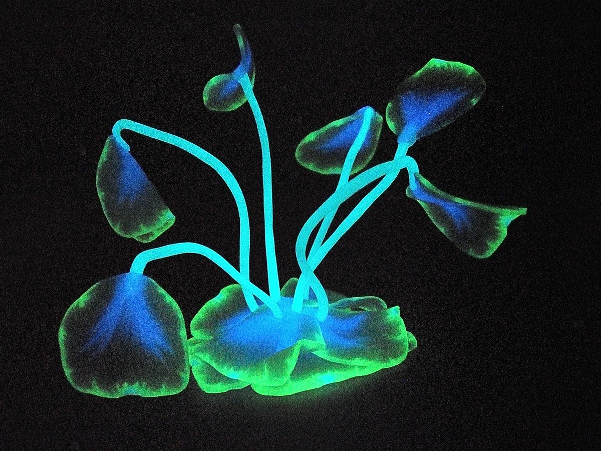 Sculpey Liquid 30 ml Glow in the Dark